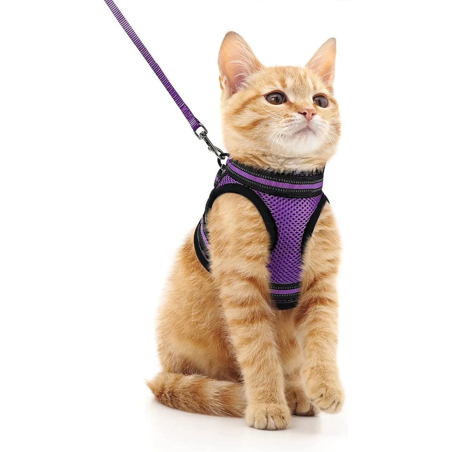 Katzengeschirr und Leine-Set zum Gehen