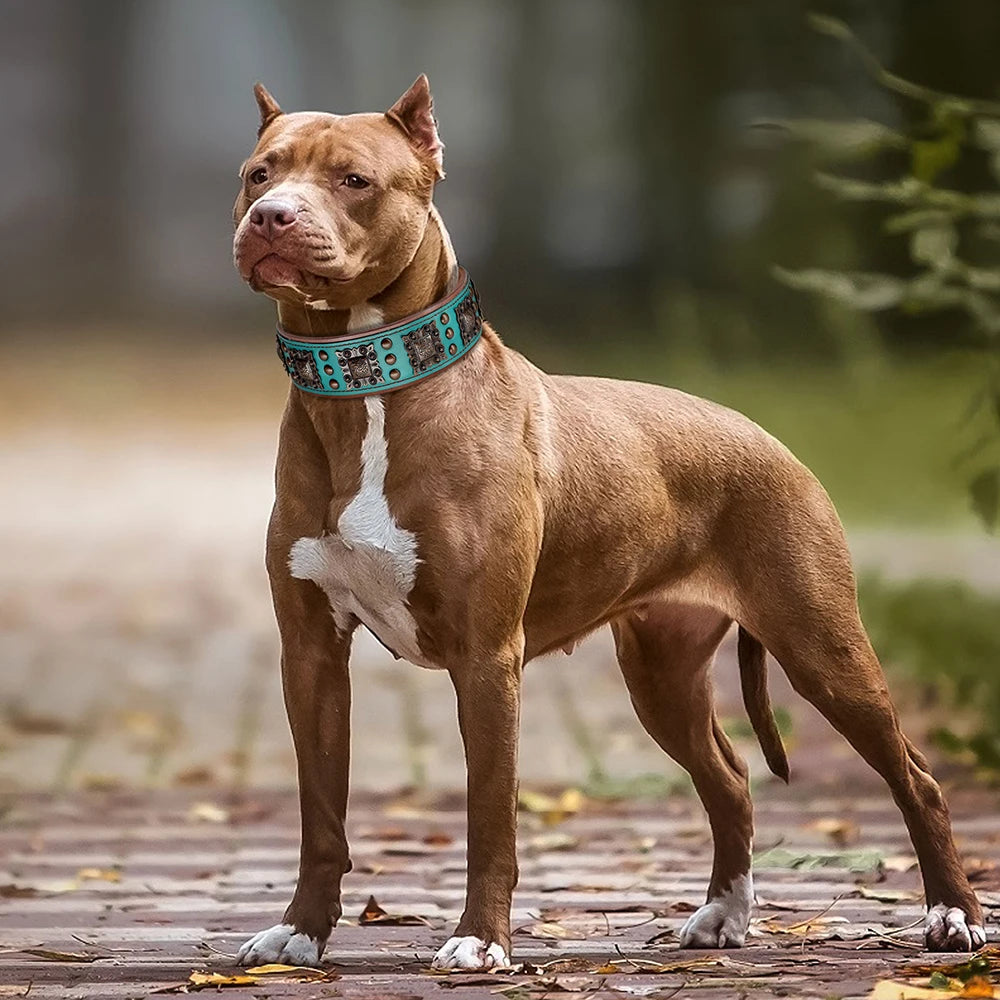Cooles Hundehalsband mit Spikes für mittelgroße und große Hunde - echtes Leder