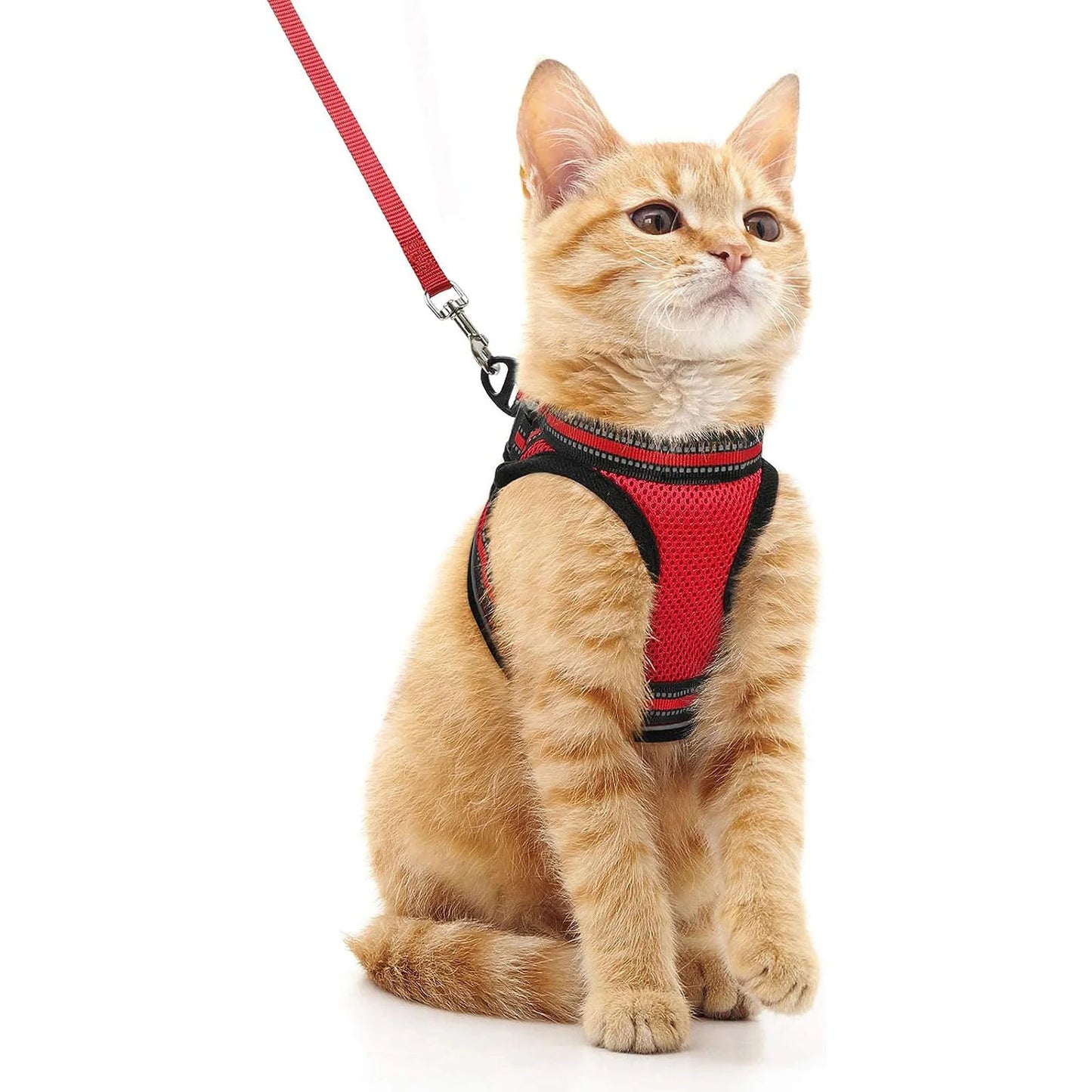 Katzengeschirr und Leine-Set zum Gehen