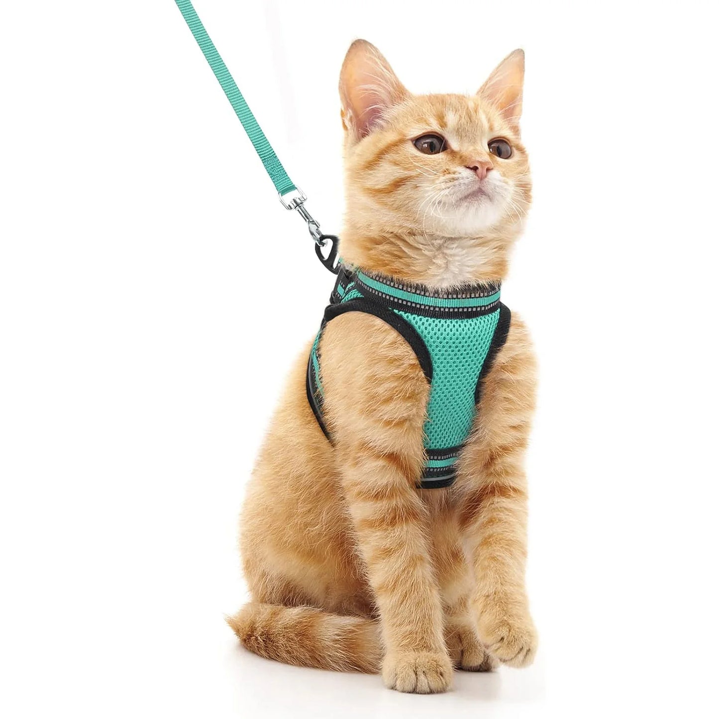 Katzengeschirr und Leine-Set zum Gehen