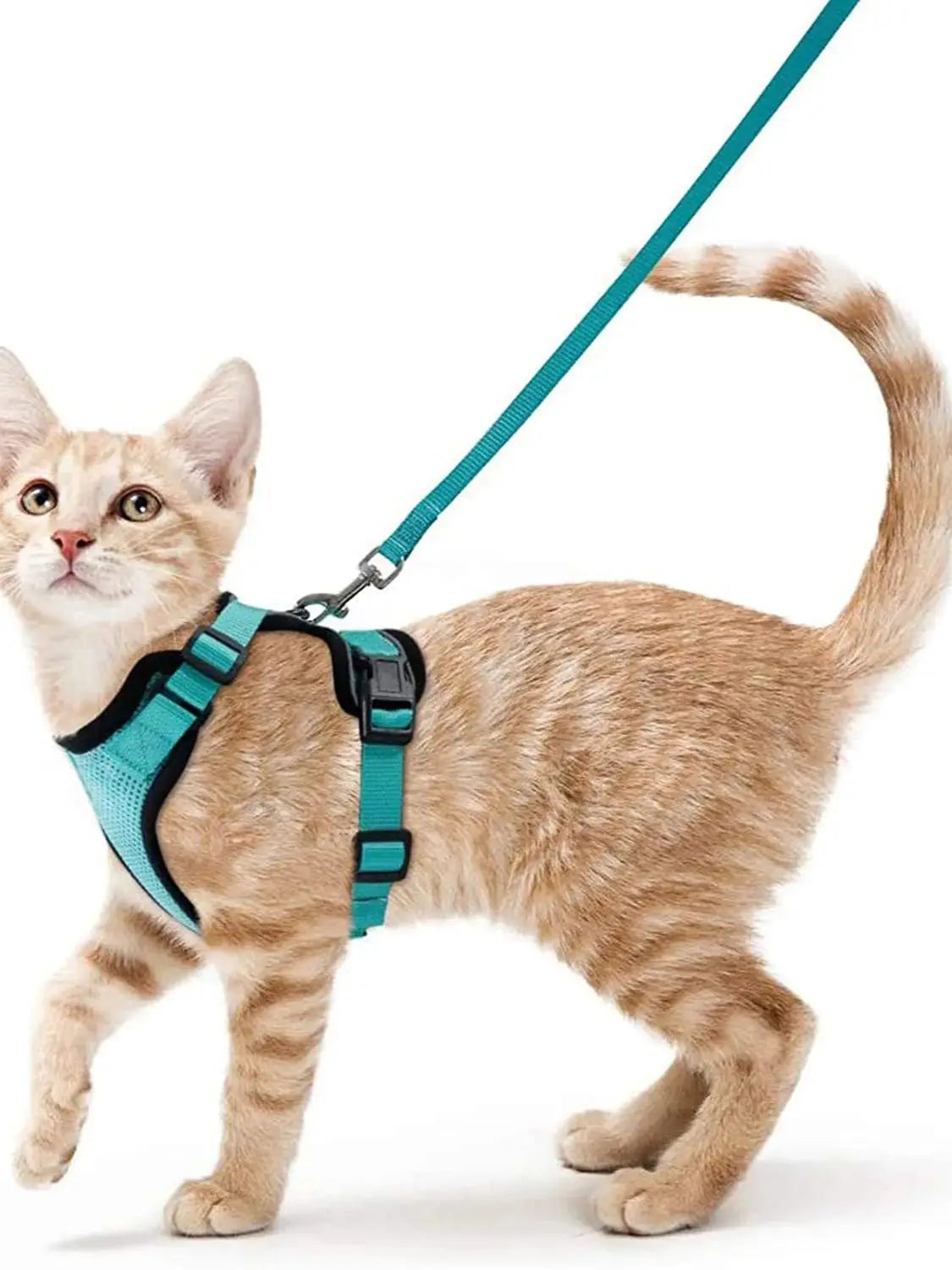 Katzengeschirr und Leine zum Spazierengehen
