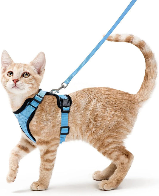 Katzengeschirr und Leine zum Spazierengehen