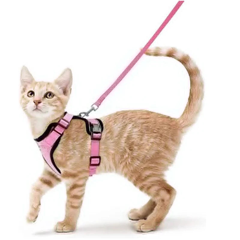 Katzengeschirr und Leine zum Spazierengehen