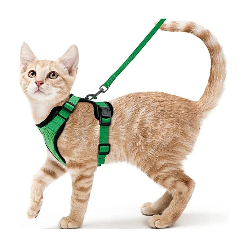 Katzengeschirr und Leine zum Spazierengehen