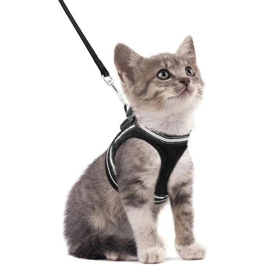 Katzengeschirr und Leine-Set zum Gehen