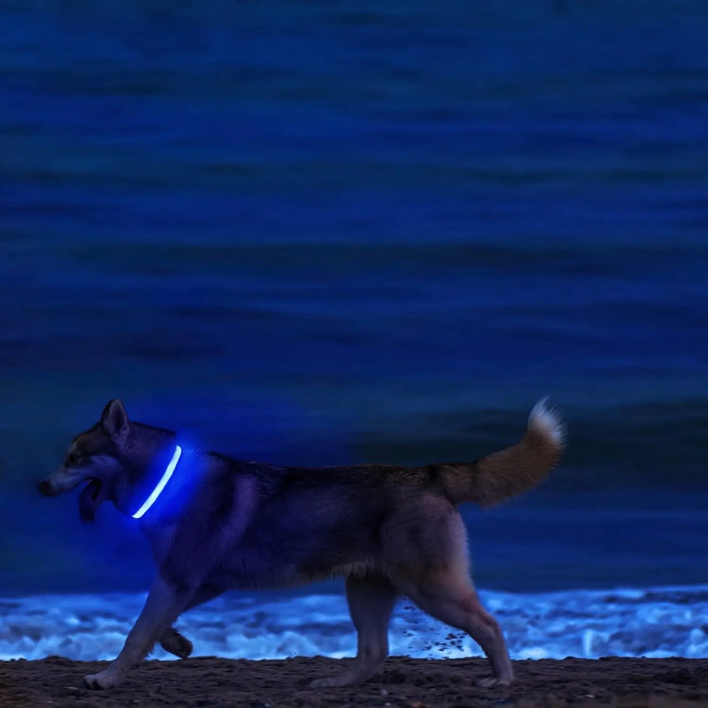 Luminous LED dog collar