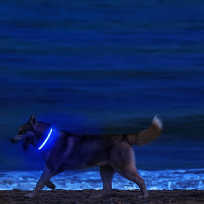 Luminous LED dog collar