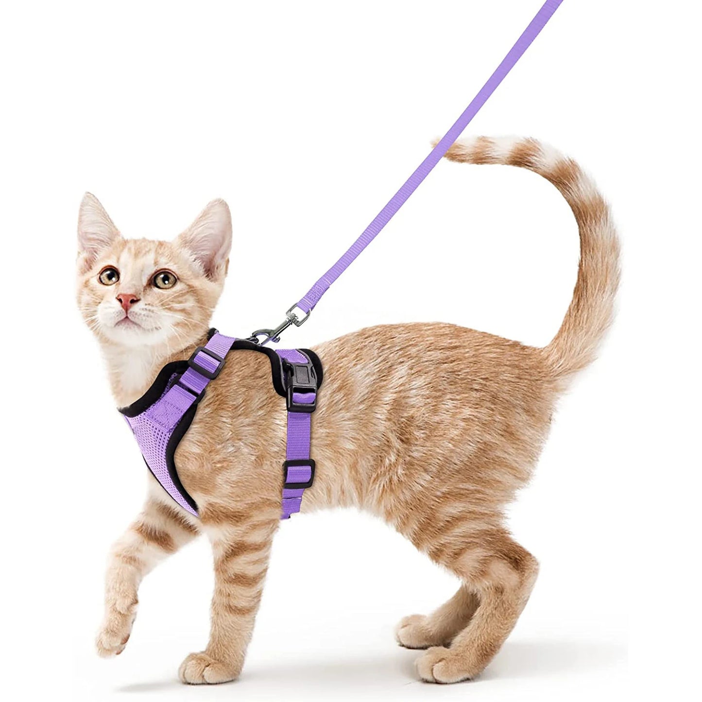 Katzengeschirr und Leine zum Spazierengehen