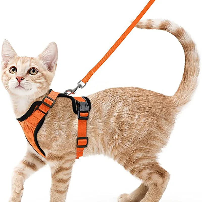 Katzengeschirr und Leine zum Spazierengehen