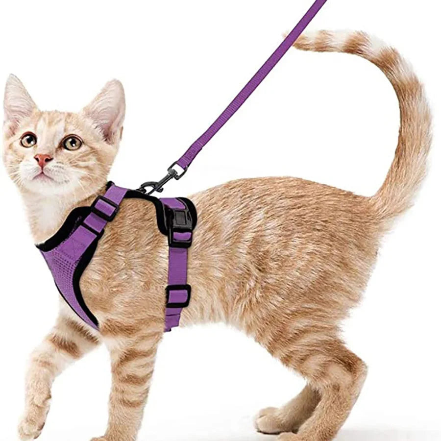 Katzengeschirr und Leine zum Spazierengehen
