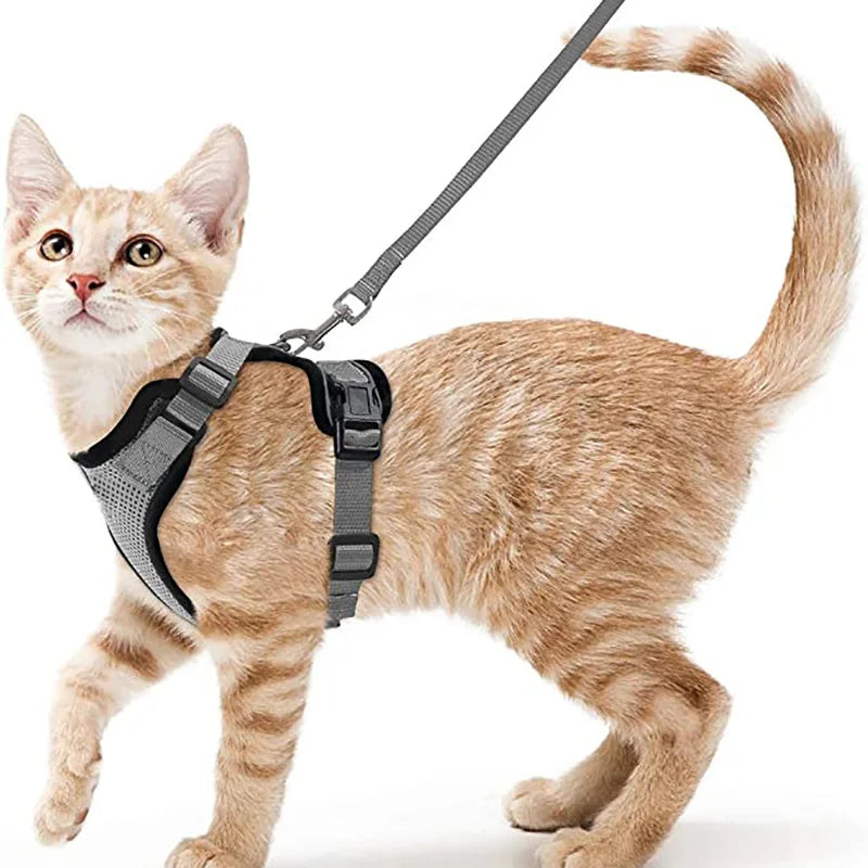 Katzengeschirr und Leine zum Spazierengehen
