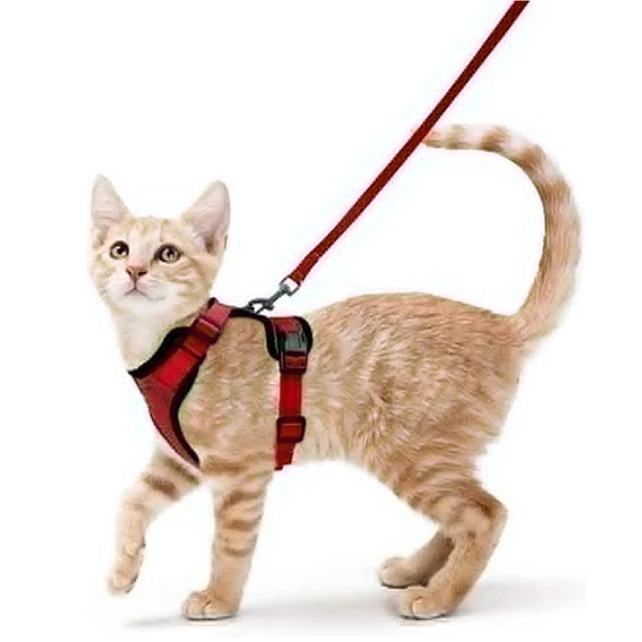 Katzengeschirr und Leine zum Spazierengehen