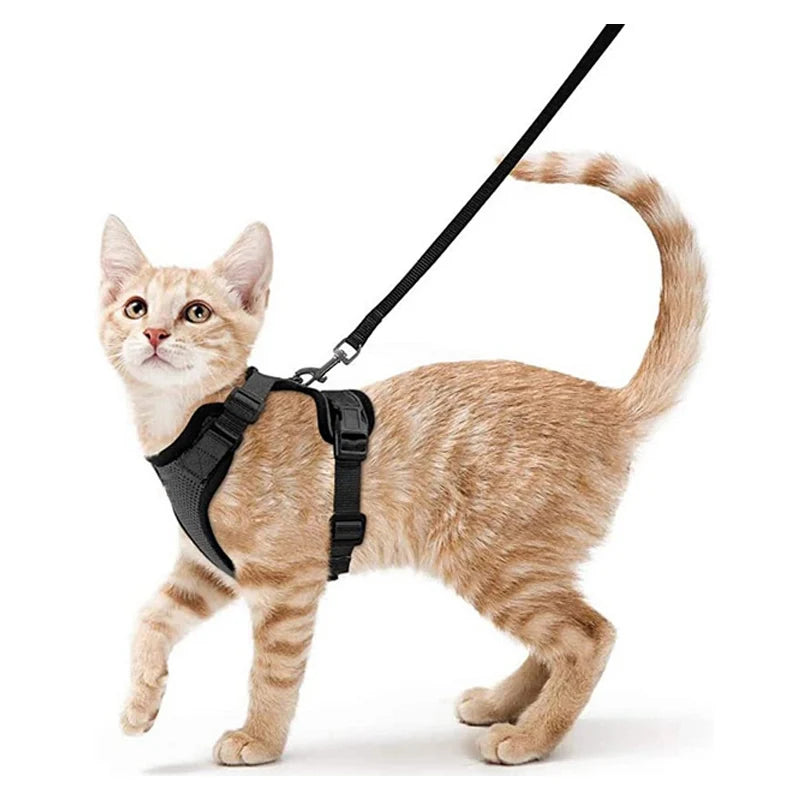 Katzengeschirr und Leine zum Spazierengehen