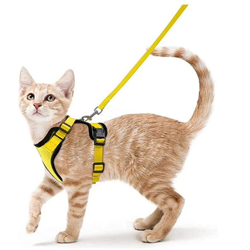 Katzengeschirr und Leine zum Spazierengehen